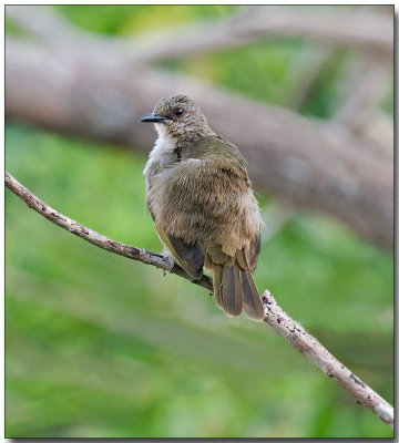 Olive-winged Bulbul