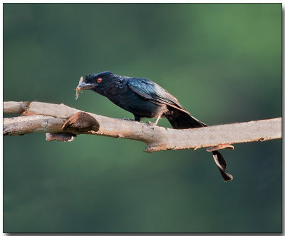 Lesser Racket-tailed Drongo - Female with breakfast