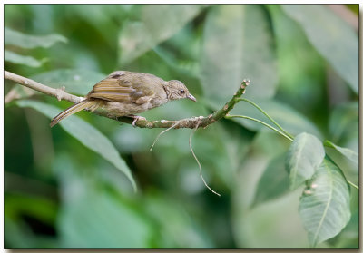 Olive-winged Bulbul