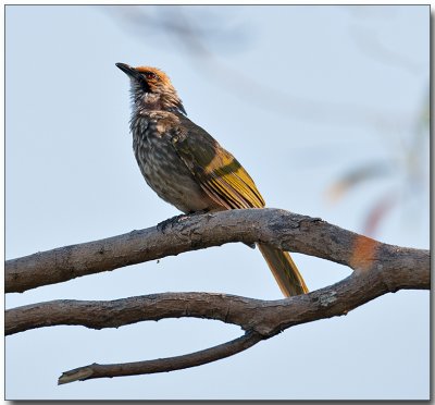 Straw-headed Bulbul