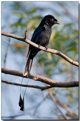 Lesser Racket-tailed Drongo - Male