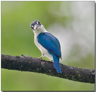 White-collared Kingfisher