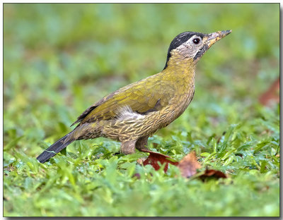 Laced Woodpecker - female