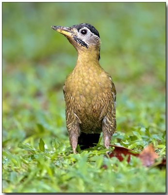 Laced Woodpecker - female