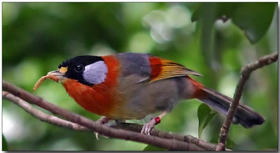 Silver-eared Mesia