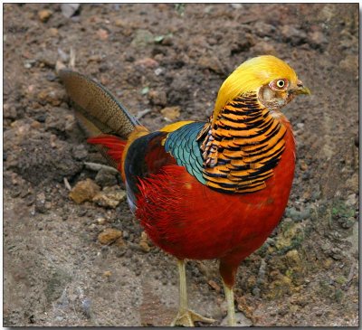 Golden Pheasant - male