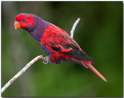 Violet-necked Lory