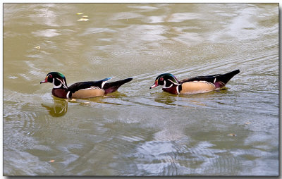 Wood Ducks