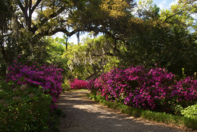 Rosedown 03.jpg