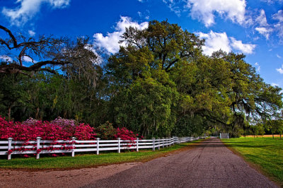Rosedown 04.jpg