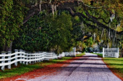 Rosedown 08 buzz hdr.jpg