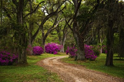 St Francisville Area 02.jpg