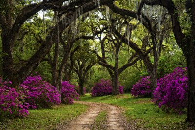 St Francisville Area 03.jpg