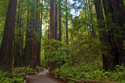 Muir Woods 001.jpg
