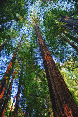 Muir Woods 004.jpg