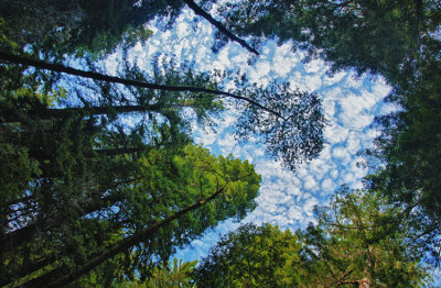 Muir Woods 007.jpg