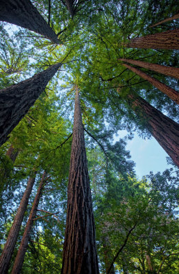 Muir Woods 012.jpg