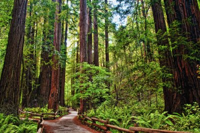 Muir Woods 17.jpg
