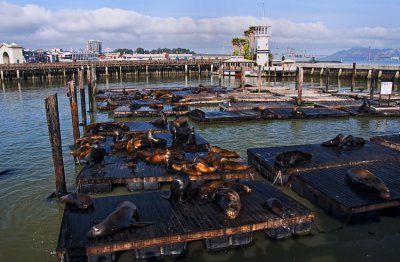 Pier 39 03.jpg