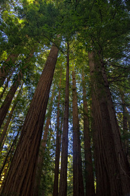 Muir Woods 008.jpg