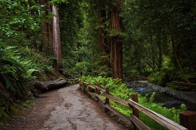 Muir Woods 009.jpg