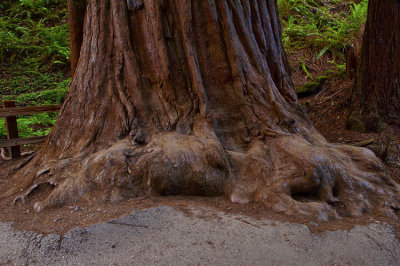 Muir Woods 010.jpg