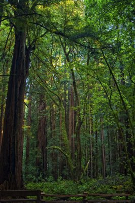 Muir Woods 011.jpg