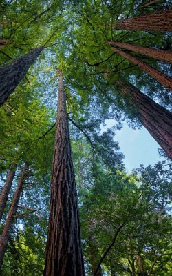 Muir Woods 013.jpg