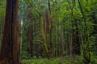 Muir Woods 016.jpg