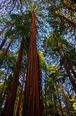 Muir Woods 19.jpg