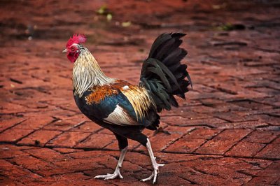 Key West Rooster 01