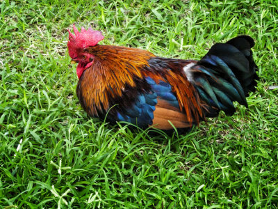 Key West Rooster 02