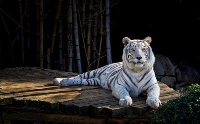 White Tiger 03.jpg