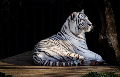 White Tiger 04.jpg