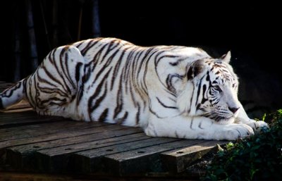 White Tiger 06.jpg
