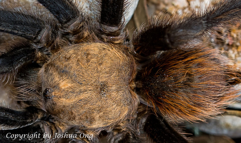 Crop of Tarantula image