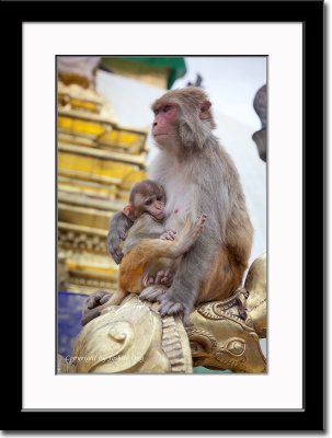Monkeys at Swayambhunath Temples