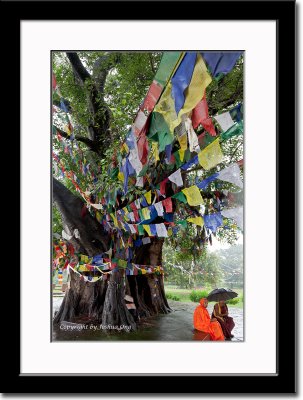 Bodhi Tree in Lumbini