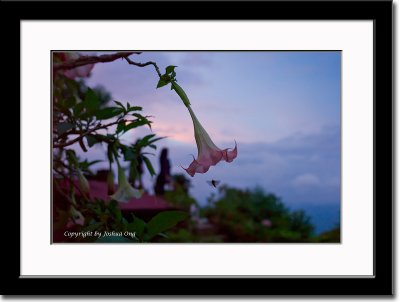 An Insect Attracted by the Flower