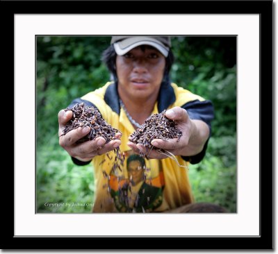 Dried Cloves