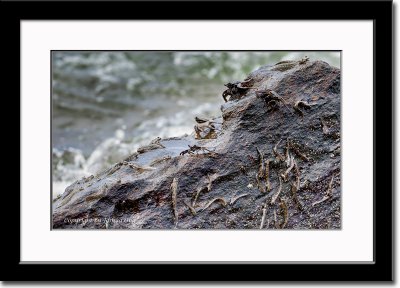 Gobies and Crabs