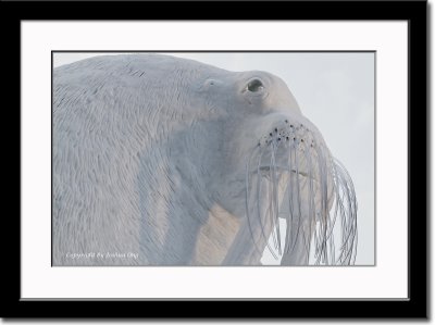 Walruss Snow Carving