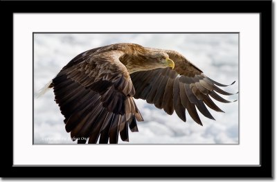 White-Tailed Eagle in Flight