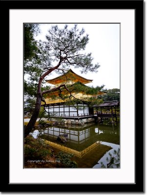 Tree and Golden Pavilion