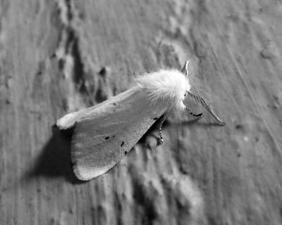 8.17.11, white moth, Panasonic DMC-ZS15.jpg