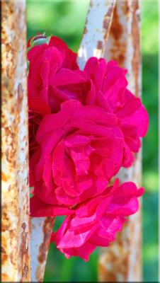 g4/87/19487/3/59456403.043006flowersfenceREGD50tamron.jpg