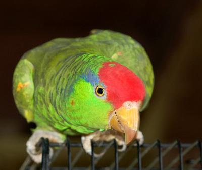 06 30 06  Parrot, flash, Nikon  D50, .jpg