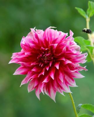 06 30 06 Bee  & Mexican flower, Nikon  D50, tamron 28-300.jpg