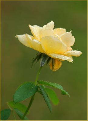 06 30 06 yellow flower, Nikon D50, tamron 28-300.jpg