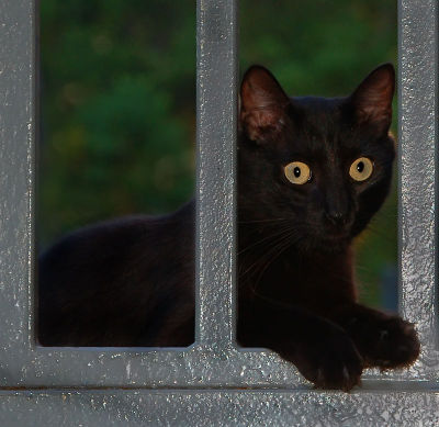 07 15 06 ,Cat on Landing, night shot, flash, handheld, Nikon D50, Tamron lens, .jpg